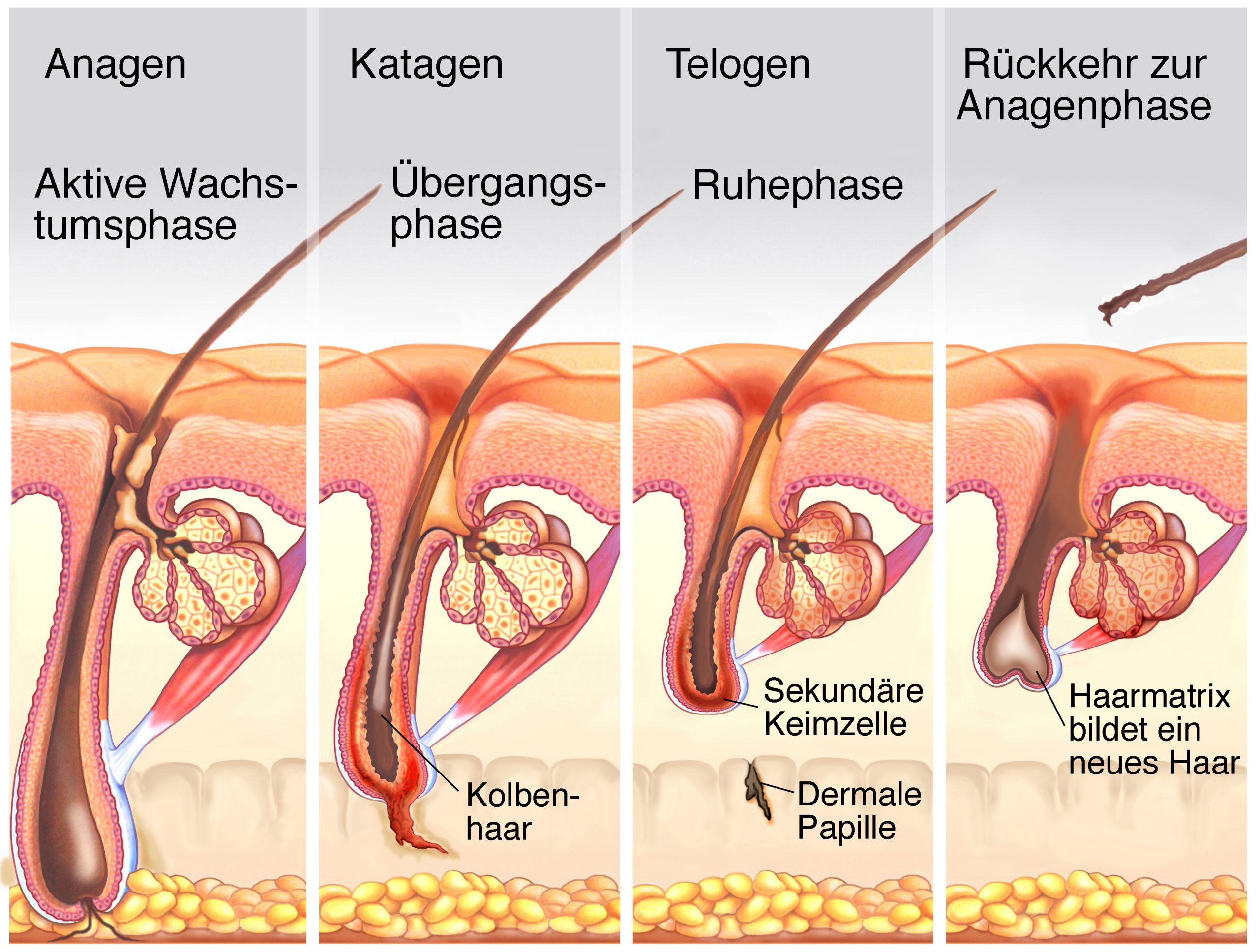 Wachstumsphasen von Haarausfall